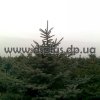 picea (14)